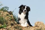 BORDER COLLIE 508
